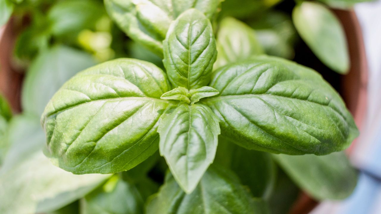 Albahaca para aromatizar tu casa