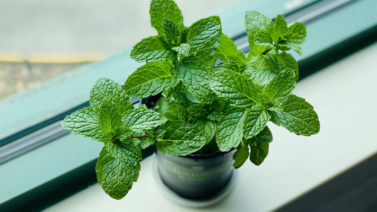 Menta para aromatizar tu hogar 