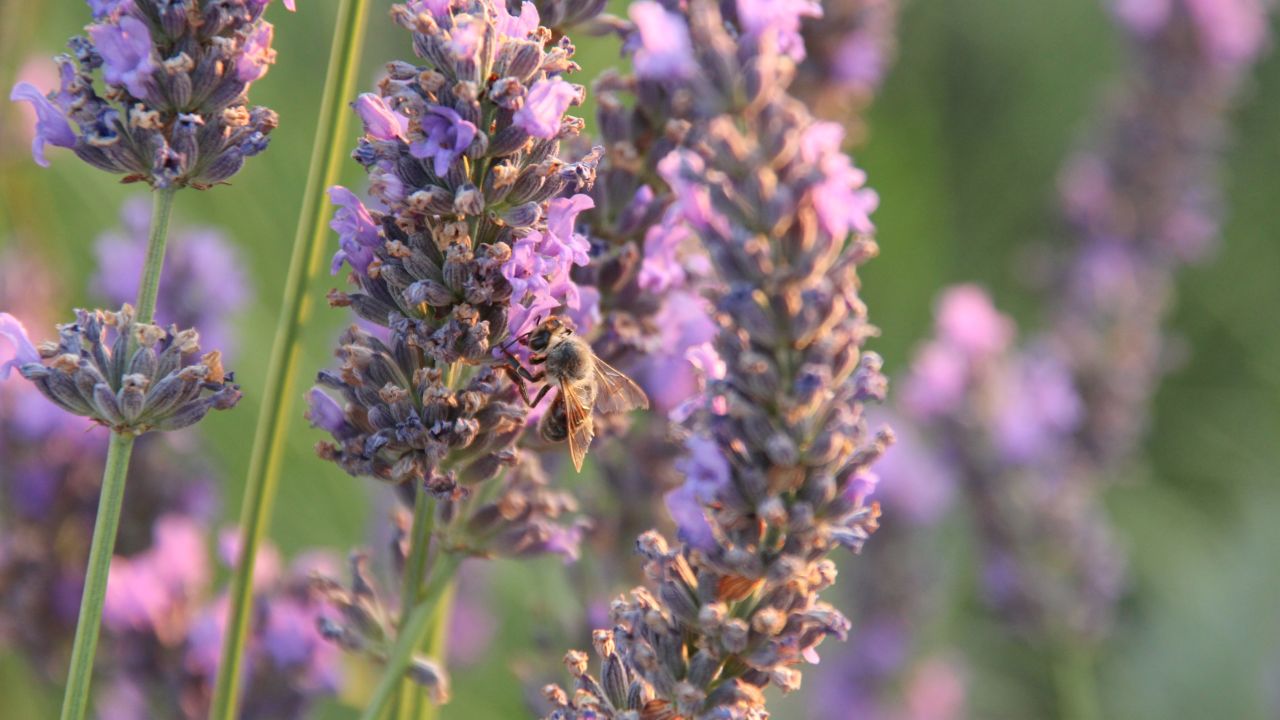 Lavanda para aromatizar tu hogar