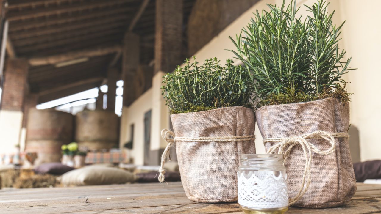 Romero para aromatizar tu hogar