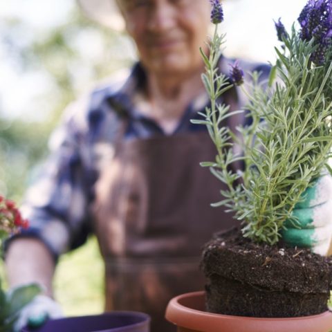 Plantas para aromatizar tu hogar
