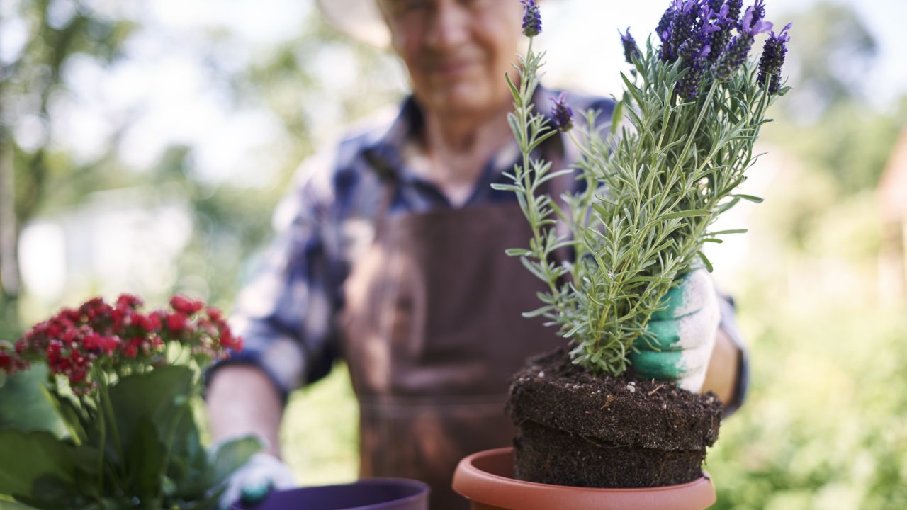 Plantas para aromatizar tu hogar