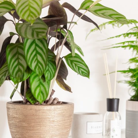 plantas de interior perfectas para casa elegante