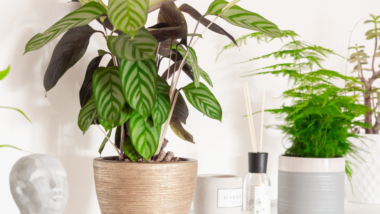 plantas de interior perfectas para casa elegante