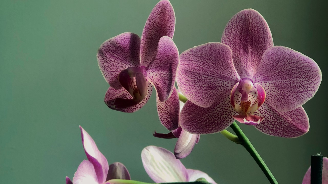 tipos de plantas elegantes