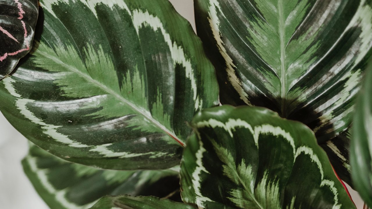 macetas para calathea