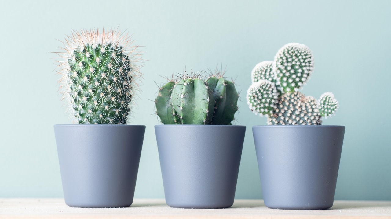 plantas que hacen que tu casa se vea elegante