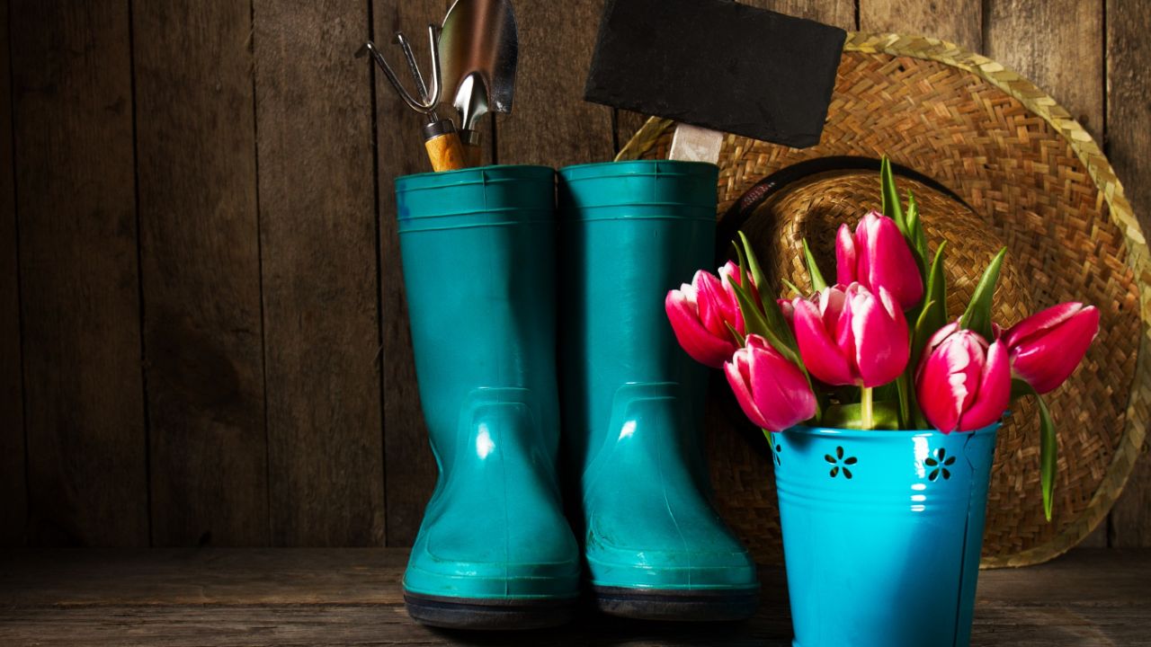 plantas de sol que resistirán al otoño