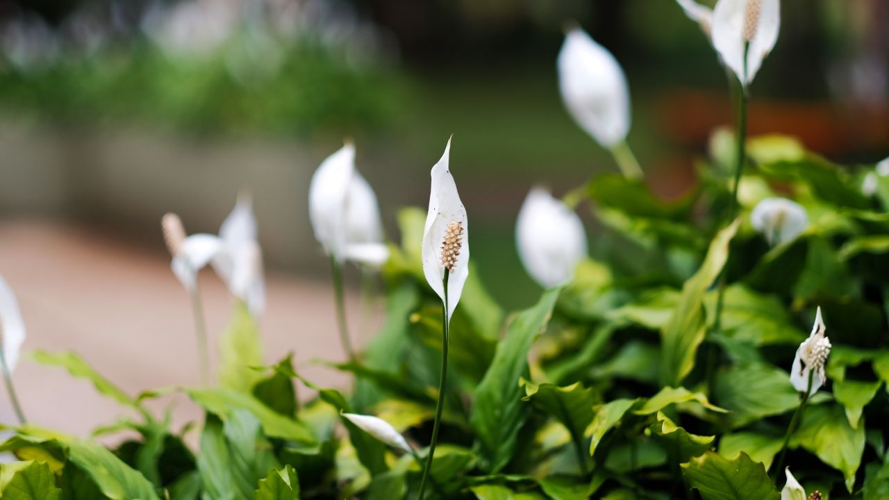 Cunas de moisés para decorar tu baño 