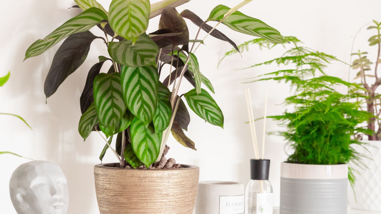Calathea para decorar tu baño