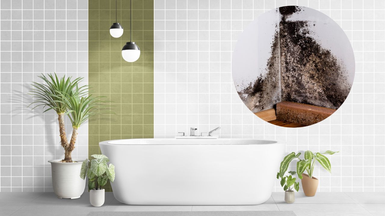 Elimina el moho tóxico de tu baño con plantas