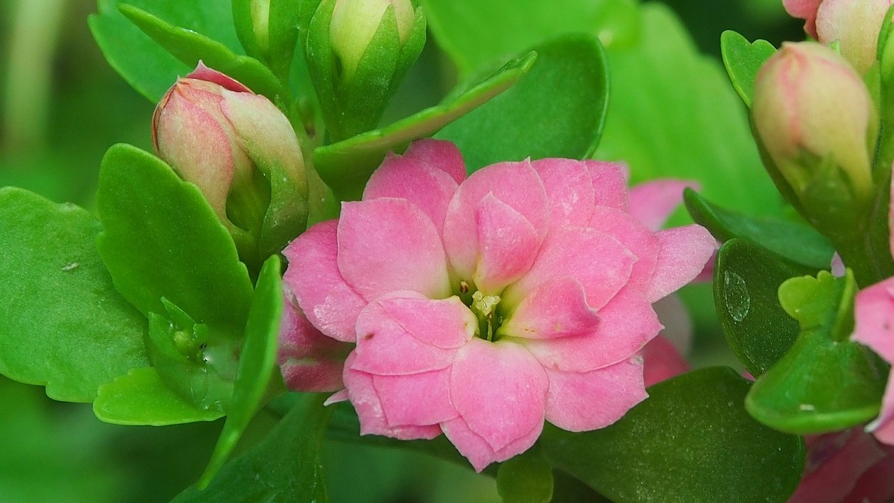 macetas para plantas suculentas