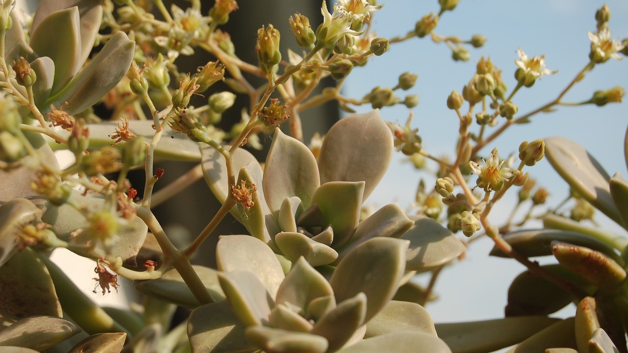 tipos de plantas que se pueden cultivar en agua