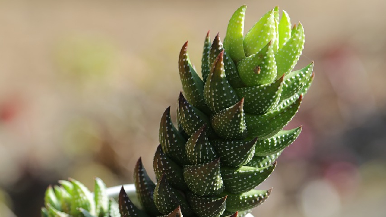 suculentas son plantas de interior