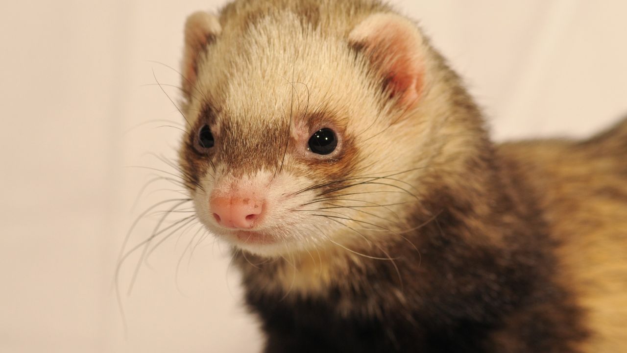 Mascotas mordelonas y juguetonas