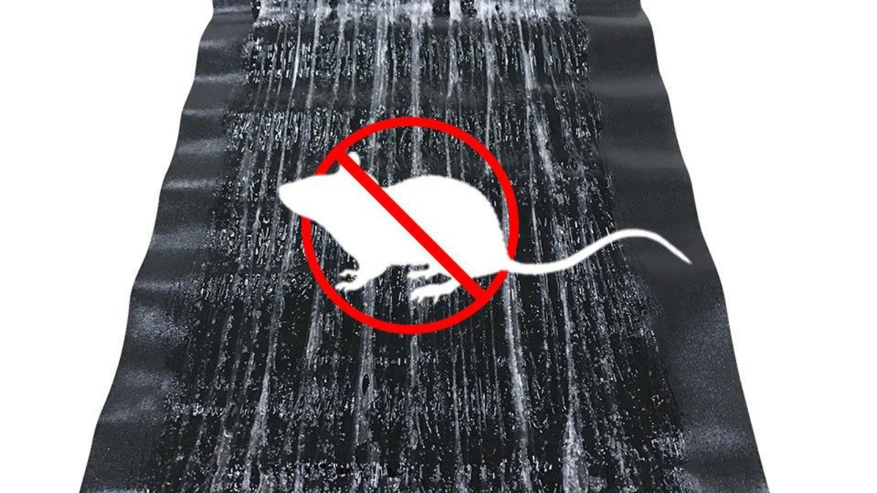 Nunca uses trampas de pegamento para ratones