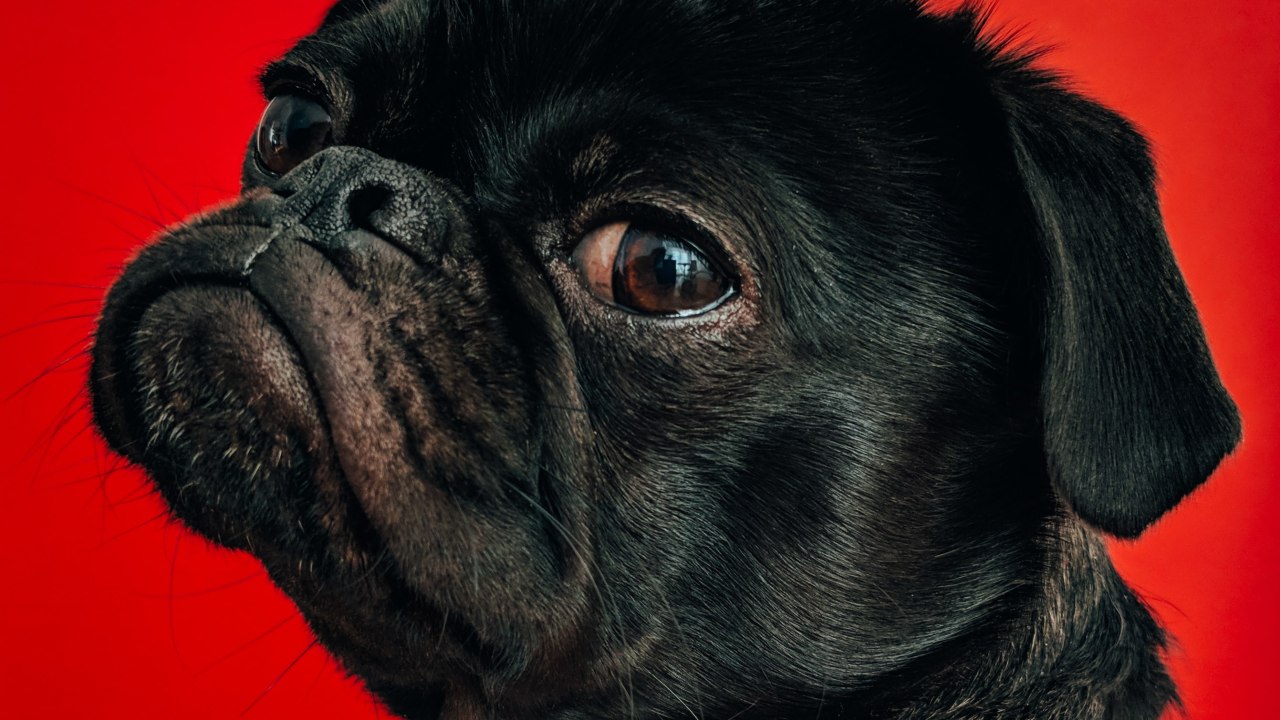 derechos de los animales pug