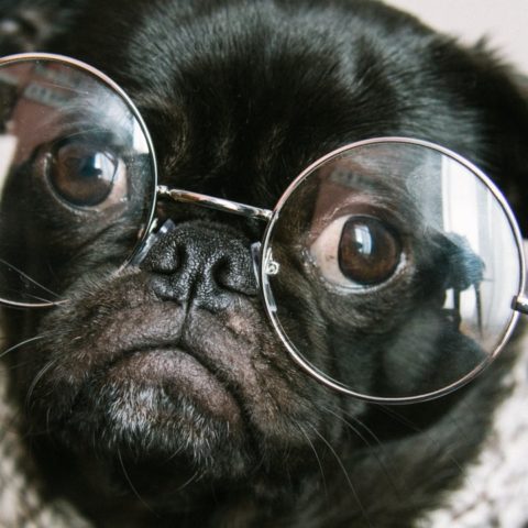 problemas de salud en perros pug