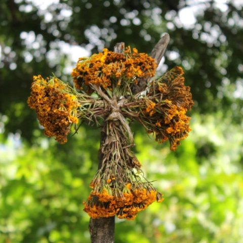 Por qué se pone la cruz de pericón detrás de las puertas