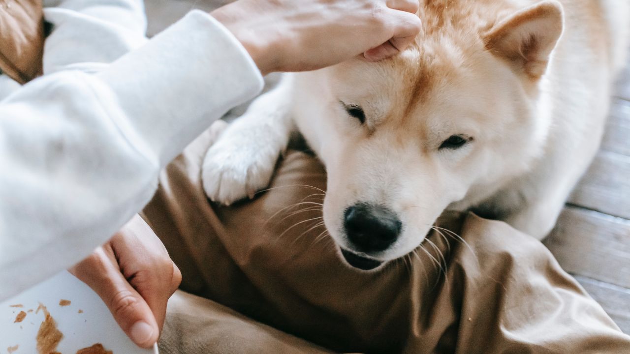 Evita alimentar a tu lomito solo con comida comprada en la tienda de mascotas