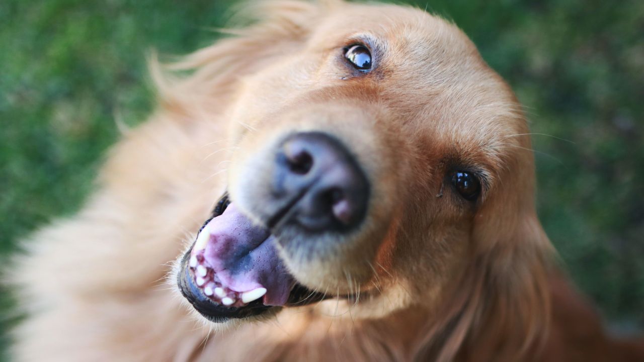 Alimenta a tus mascotas con productos benéficos para su salud