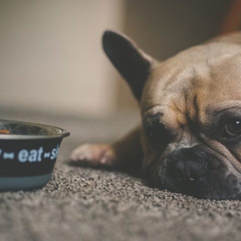 Cómo hacer que tu lomito se coma las croquetas para perro