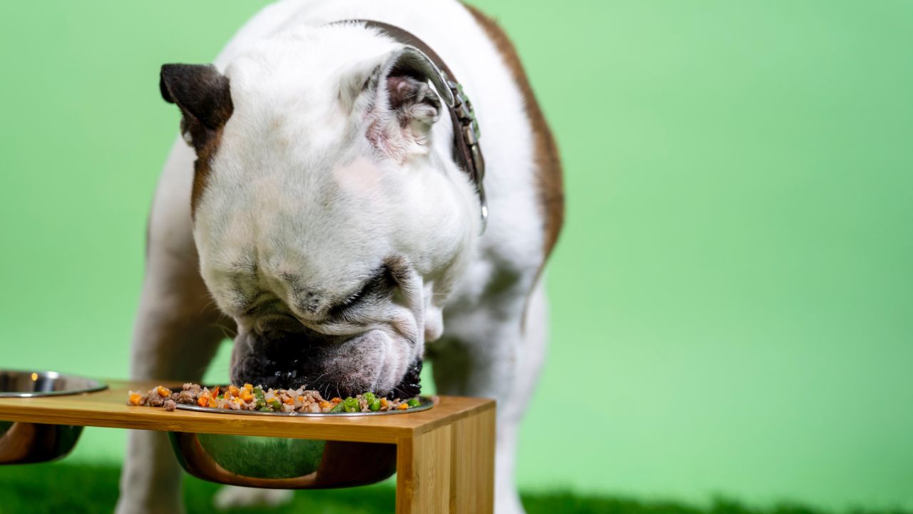 Tu perro puede comer muchas más cosas que solo croquetas