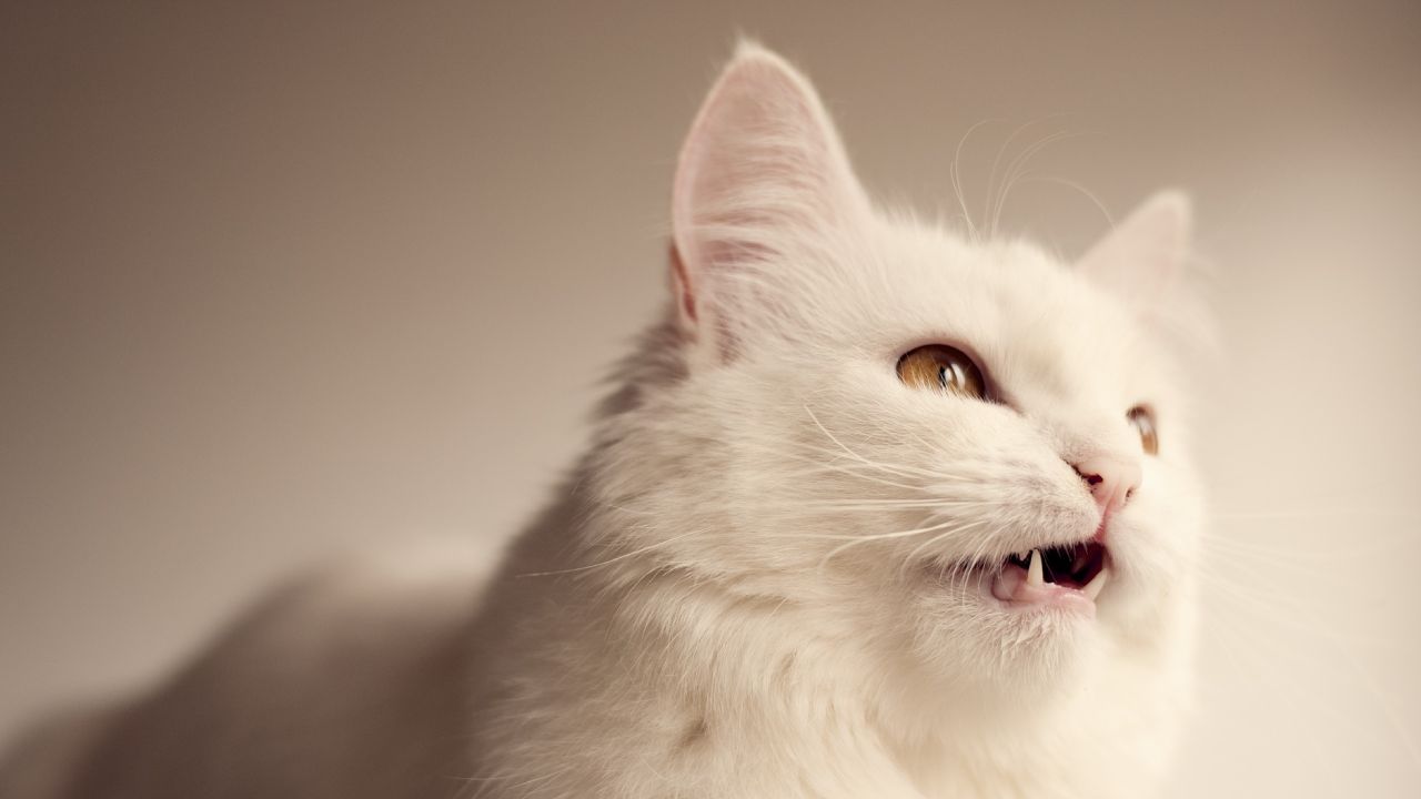 Gatitos mascotas que sueltan poco pelo