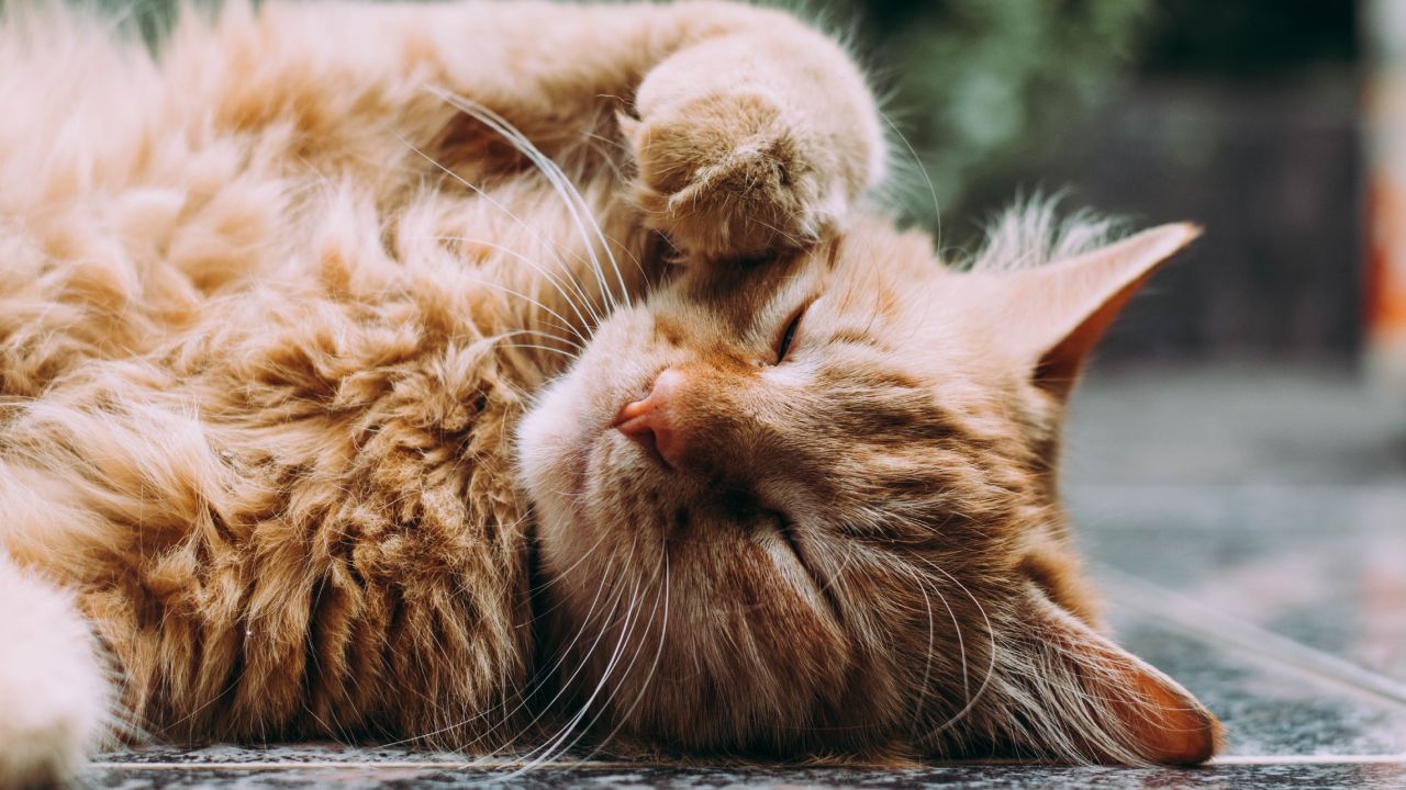 Gato hipoalergénico