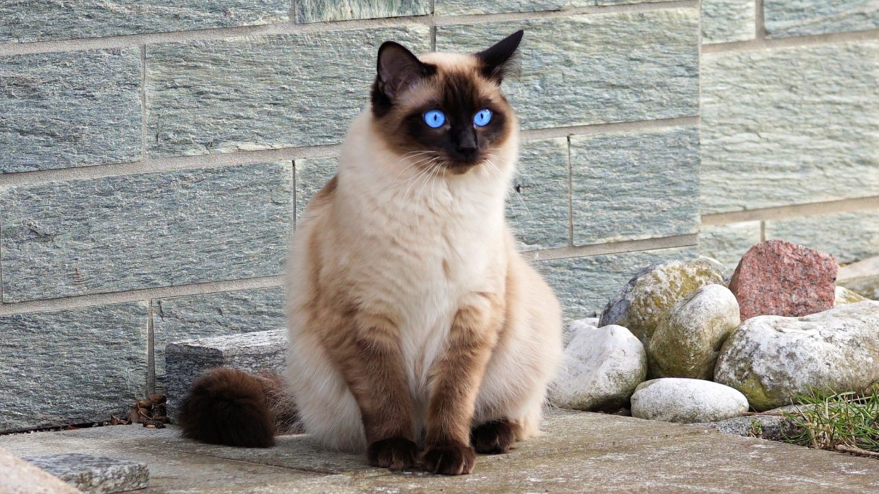 Mascotas que sueltan poco pelo