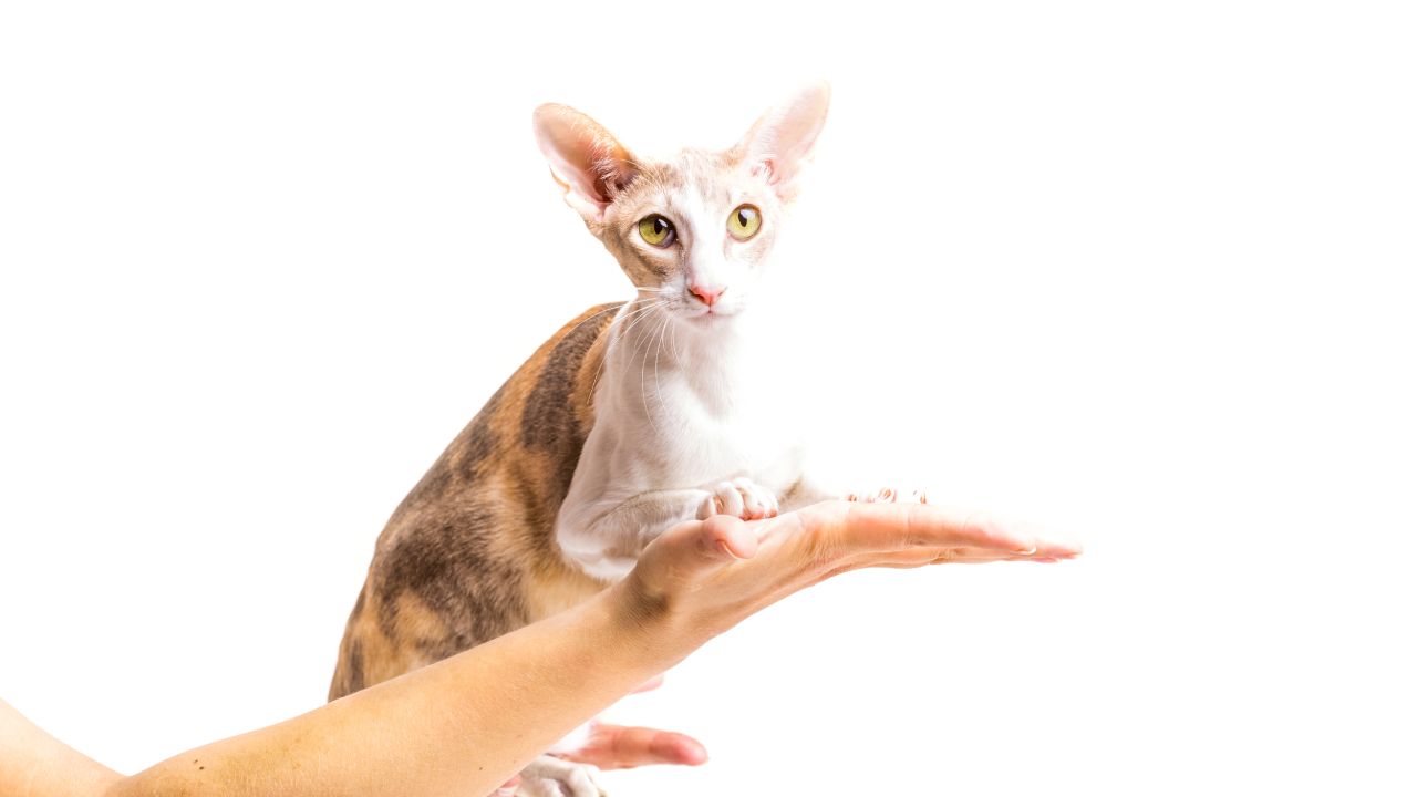Mascotas de pelo cortito