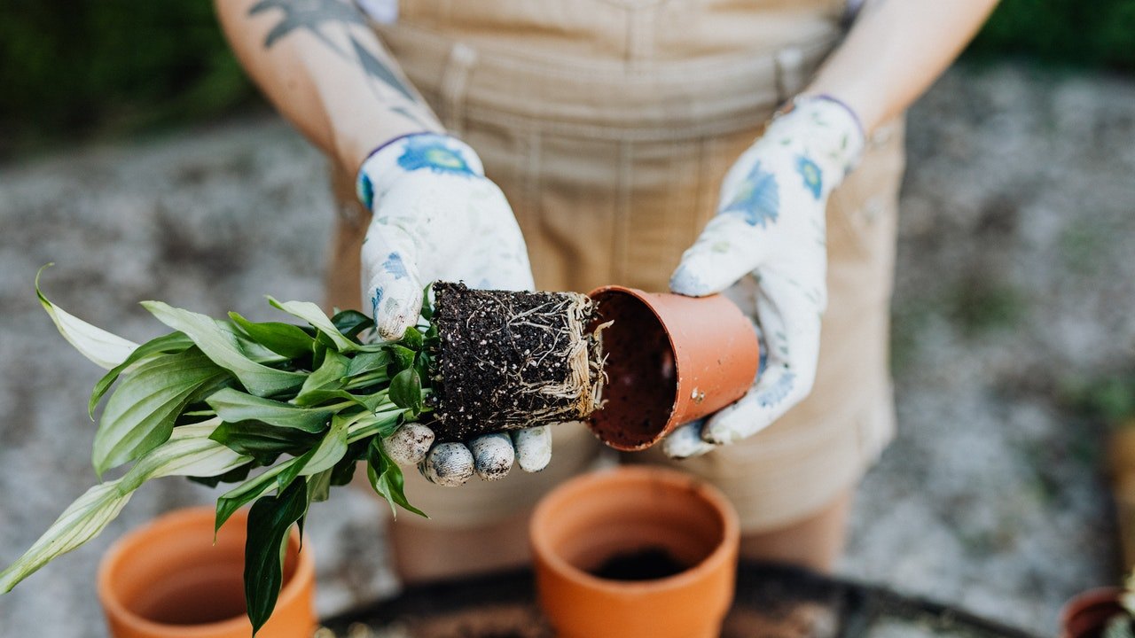problemas con la jardinería razones
