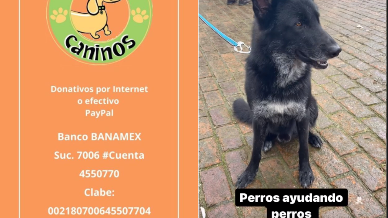 Apoya a los perritos del refugio ‘Milagros Caninos’