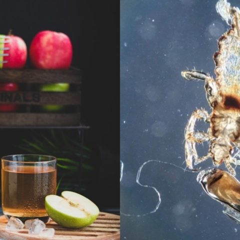 cómo deshacerte de los piojos con vinagre en un paso