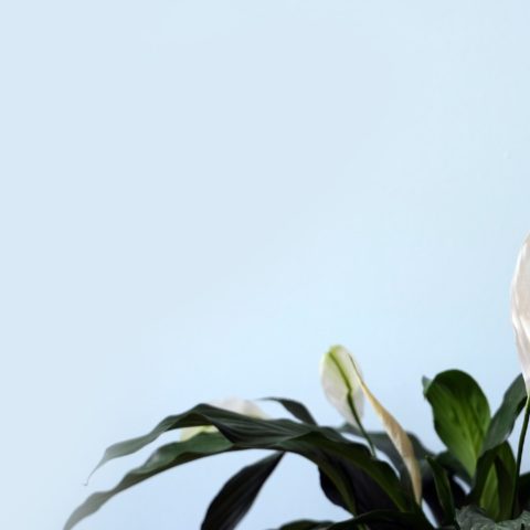 cómo cuidar una cuna de moisés con remedios caseros