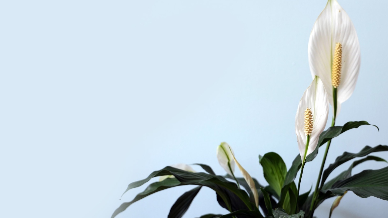 cómo cuidar una cuna de moisés con remedios caseros