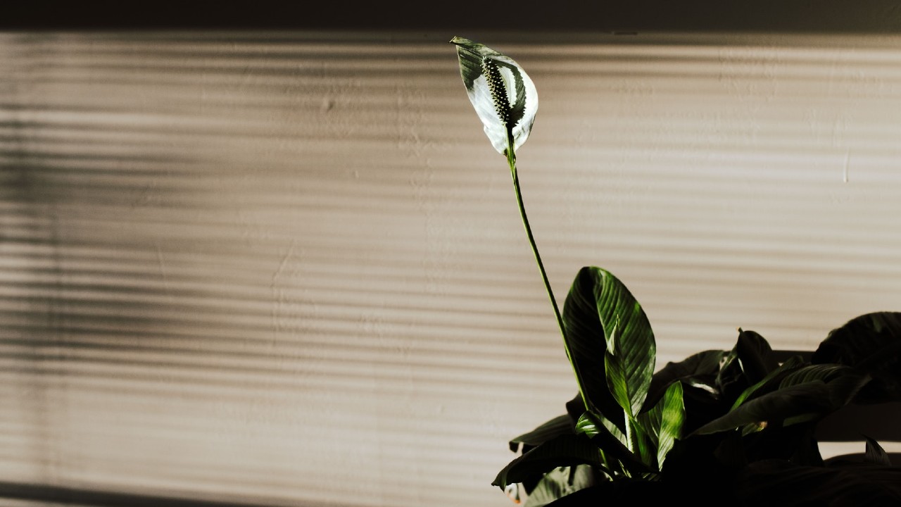 consejos para cuidar una cuna de moisés