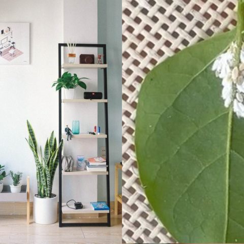 repelente contra pulgón blanco