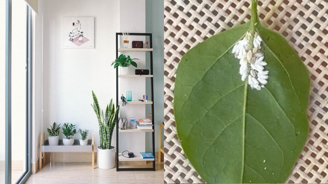 repelente contra pulgón blanco