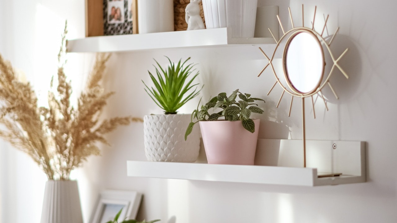 repelente contra pulgones blancos