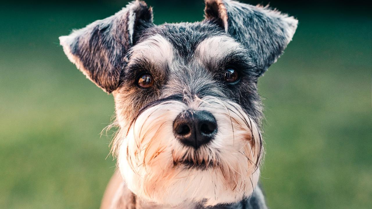 perro características y cuidados de un schnauzer miniatura
