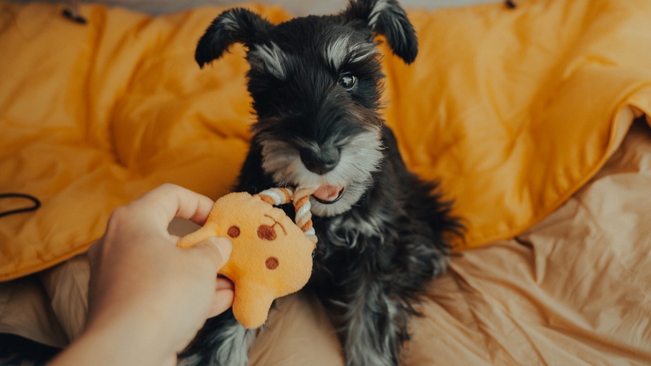 mascotas qué define a la raza schanuzer