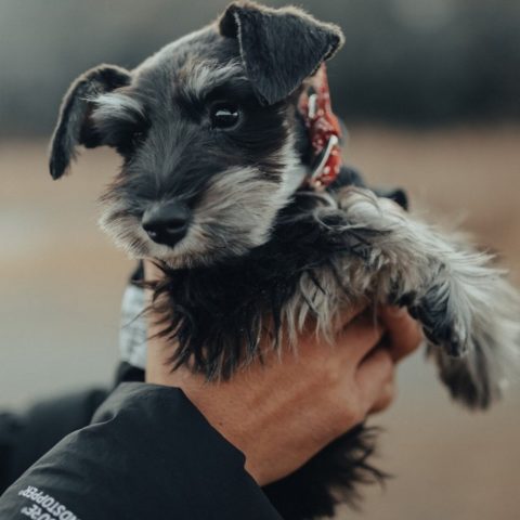 schnauzer miniatura qué los caracteriza
