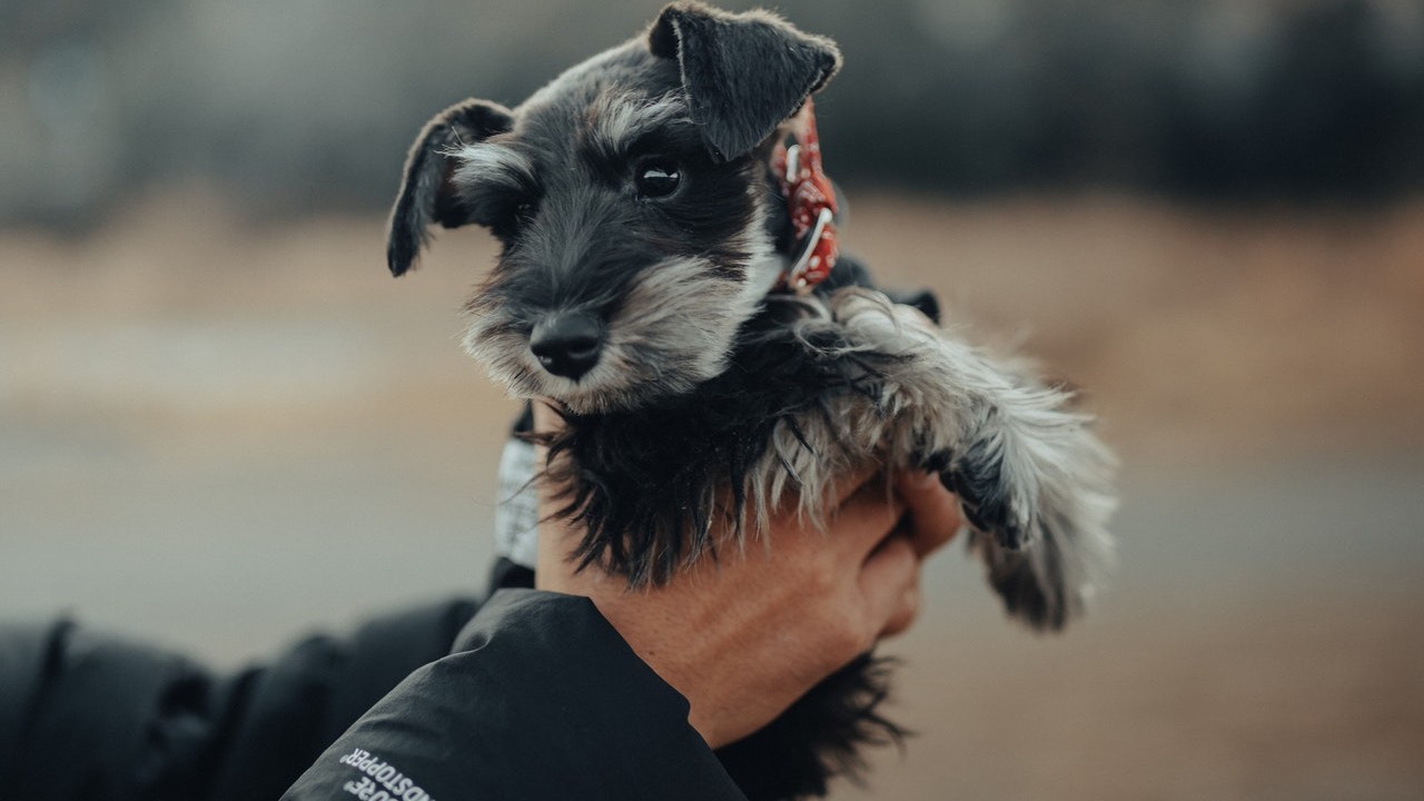 schnauzer miniatura qué los caracteriza