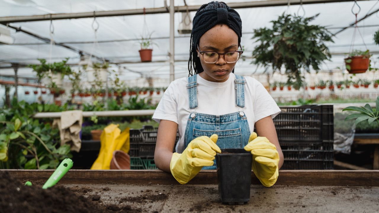 Tips para que tus plantas de vivero no se mueran