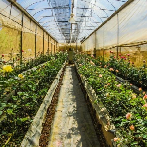 Razpnes por las que se secan tus plantas de vivero