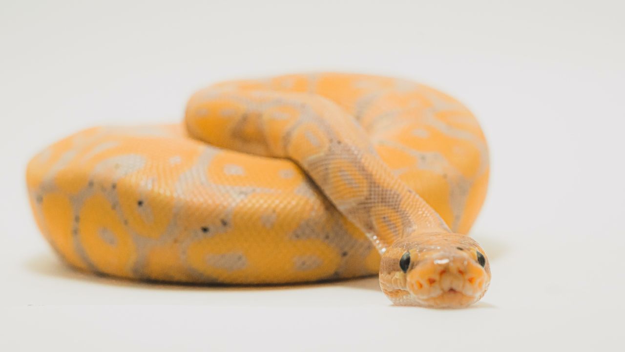 Soñar con víboras puede ser un indicador de tus miedos