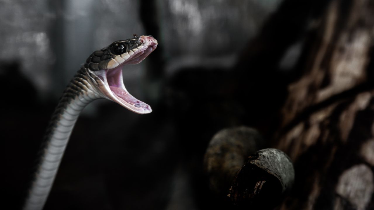 Qué significa soñar víboras