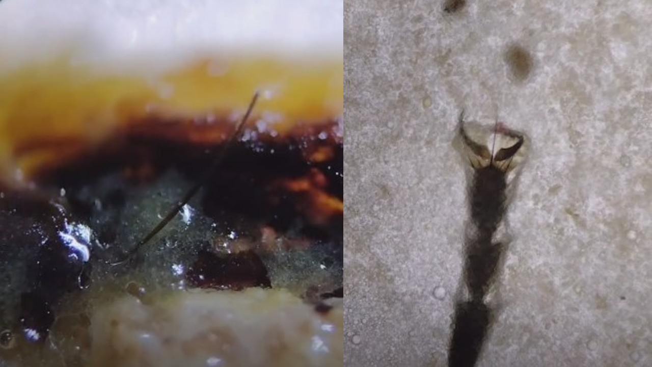 tacos de la calle bacterias