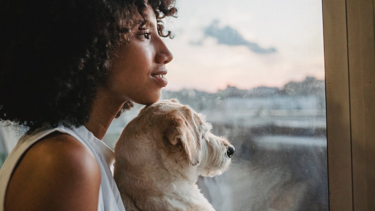 por que las mascotas miran por la ventana